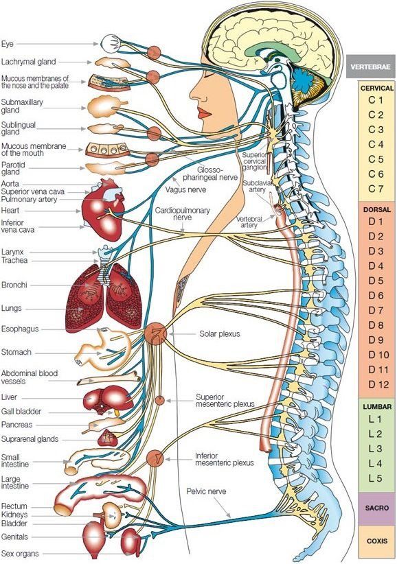 Pin by milton de castro on Neurociência | Medical anatomy, Spine health ...