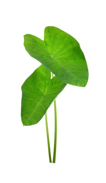 two large green leaves on top of each other in front of a white background with room for text