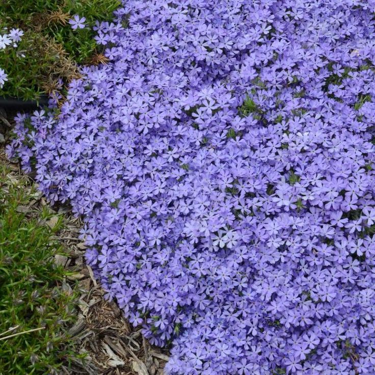 purple flowers are blooming in the garden