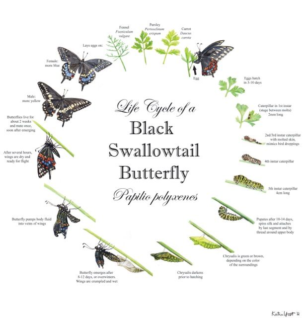 the life cycle of a black swallowtail butterfly, from an illustrated guide to its stages