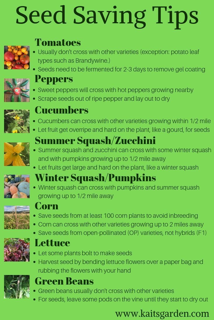 The Ultimate Guide to Saving Seeds from Your Garden