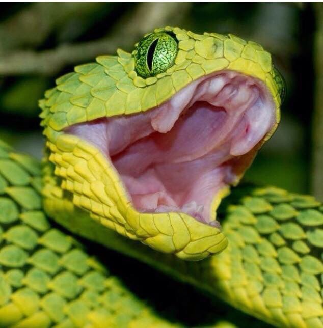 a green snake with its mouth open showing it's teeth