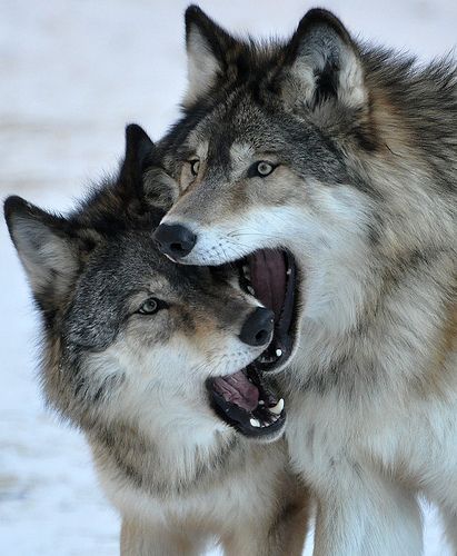 Wolf Brothers | Beautiful wolves, Animals beautiful, Animals wild