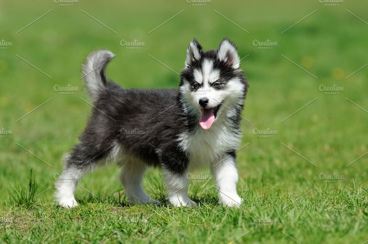 a small black and white puppy standing on top of a green grass covered field with its tongue hanging out