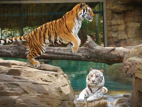 two tigers in an enclosure at the zoo, one jumping over rocks and another laying down