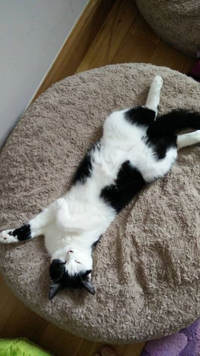 Milo - adopted from The Sheffield Cats Shelter | Cat shelter, Cats ...