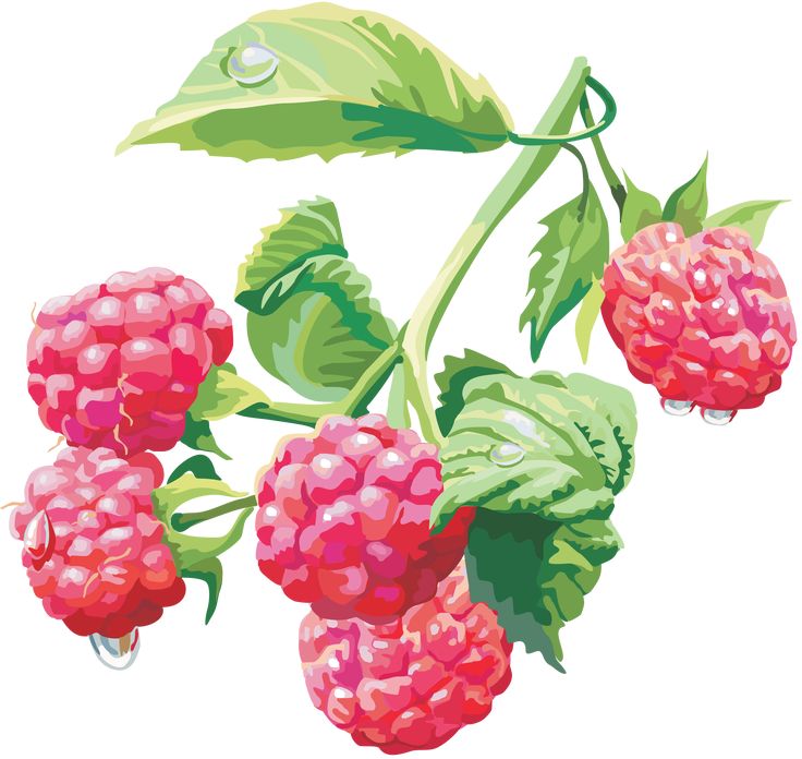 raspberries with leaves and water drops on them