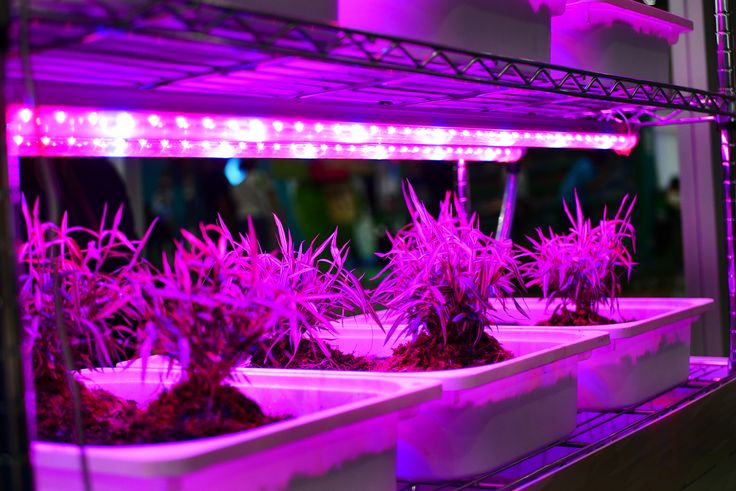 purple plants are growing in white trays with lights on the sides and behind them