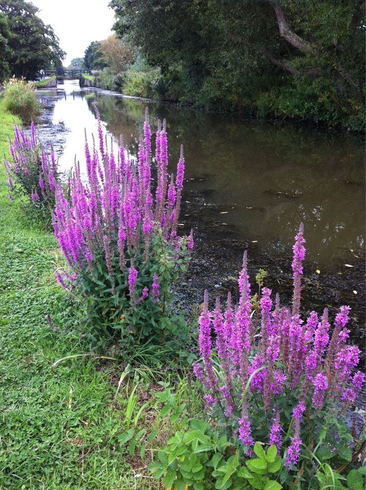 purple flowers line the bank of a river