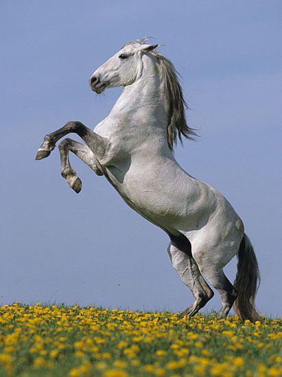 a white horse standing on its hind legs in the middle of a field with yellow flowers