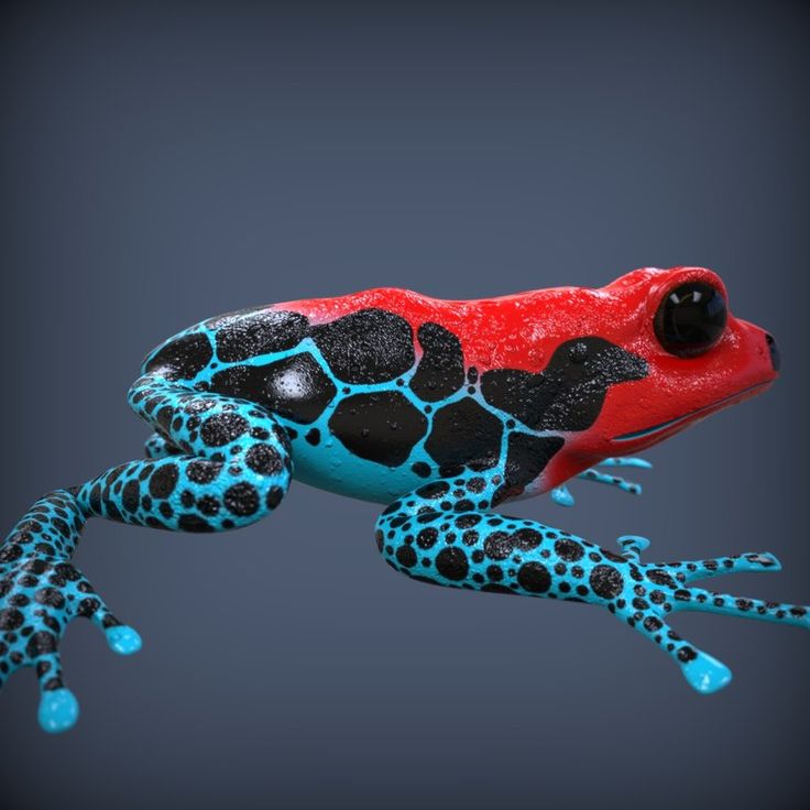 maya realistic poison dart frog | Poison dart frogs, Dart ...