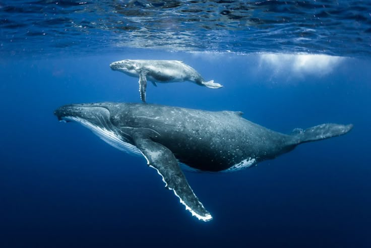 Humpback whale mother and calf. | Whale pictures, Whale, Humpback whale