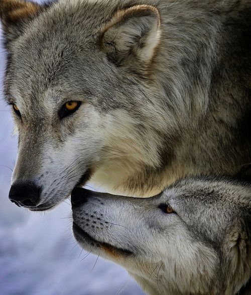 Brother and Sister 2 | Wolf love, Wolf pictures, Grey wolf