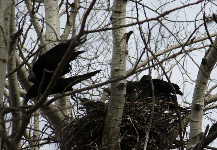 two black birds are sitting in the nest on top of some white birch tree branches