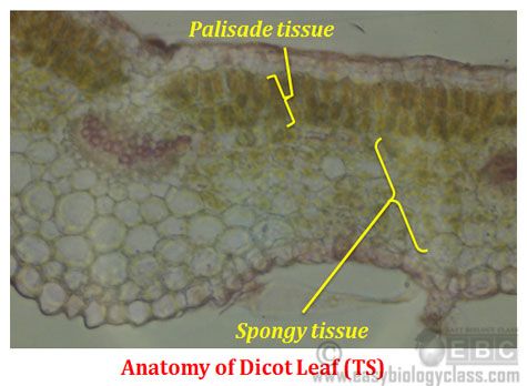 an image of some sort of tissue with different parts labeled in yellow and green on it