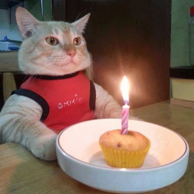 a cat sitting in front of a cupcake with a lit candle on top of it