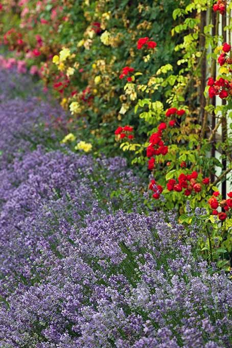 colorful flowers line the side of a fence