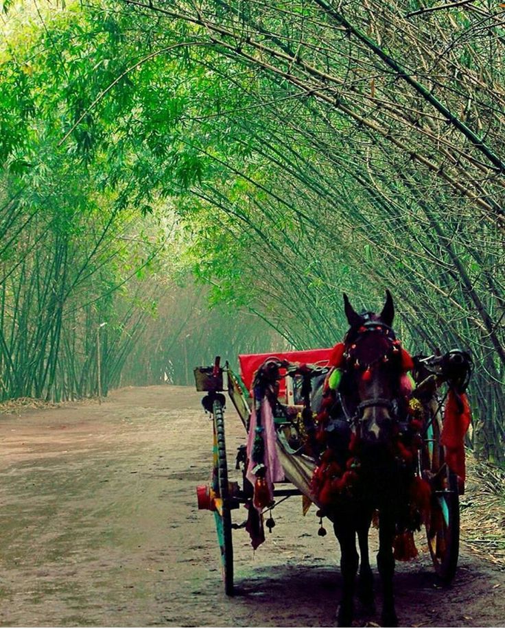 a horse pulling a carriage down a dirt road