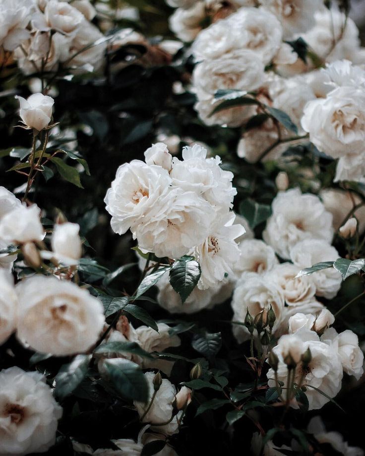 white flowers are blooming in the garden