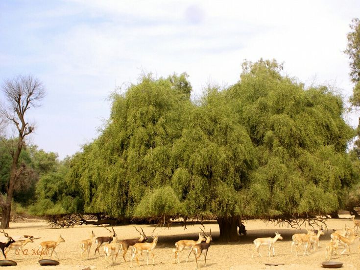 a herd of antelope standing next to a large tree in the middle of a dirt field