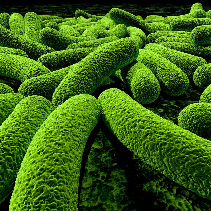 an image of some type of green substance