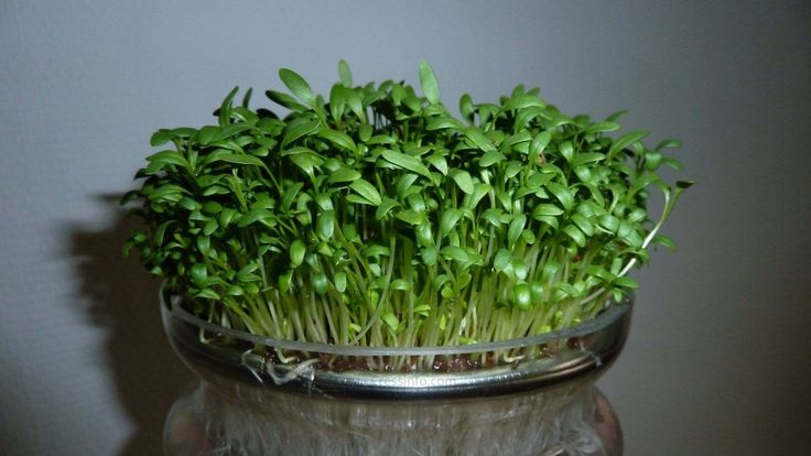 a glass vase filled with green plants on top of a table