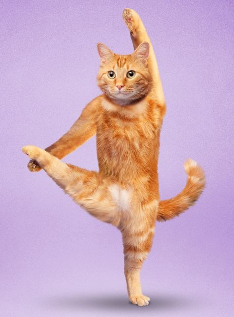 an orange and white cat standing on its hind legs with one leg in the air