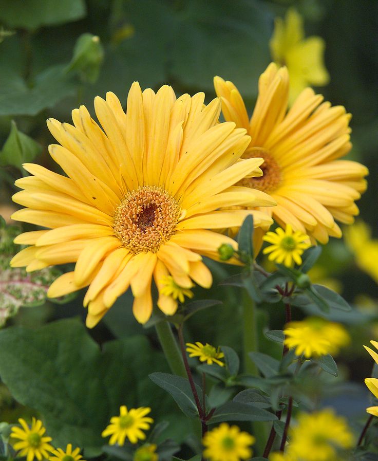 yellow flowers with green leaves in the foreground and other plants in the back ground