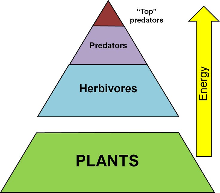 a pyramid with the words plants on it