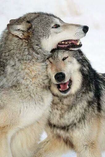 Laughing | Wolf dog, Animals beautiful, Cute animals