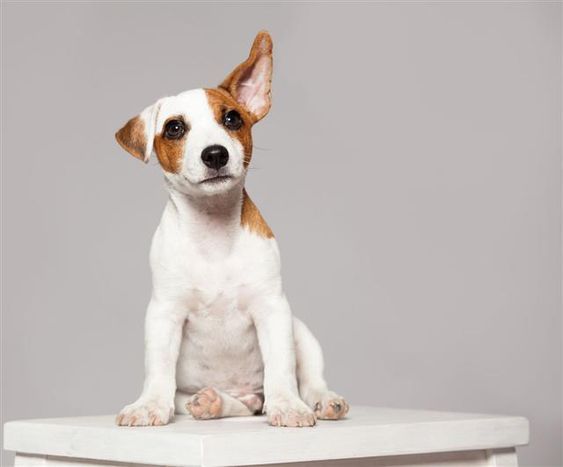 a brown and white dog sitting on top of a wooden table in front of a gray background