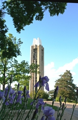 purple flowers in front of a tall building