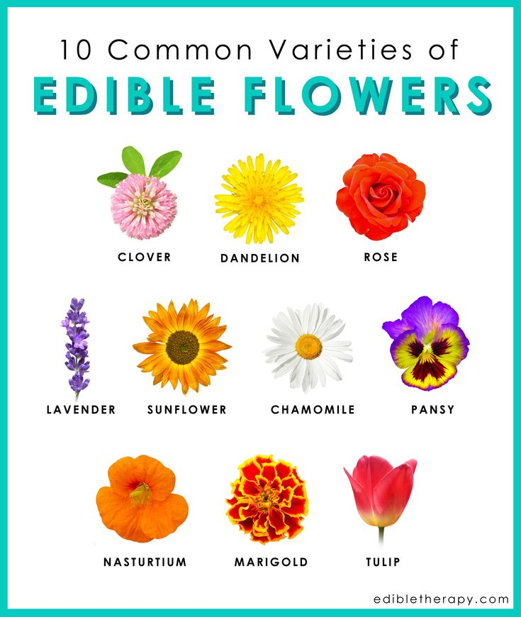 the 10 common varieties of edible flowers with text overlay that reads ten common varieties of edible flowers