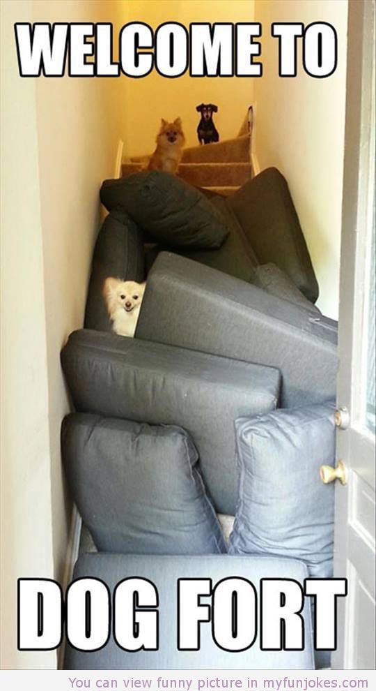 a dog sitting on top of a couch next to a door with the caption welcome to dog fort