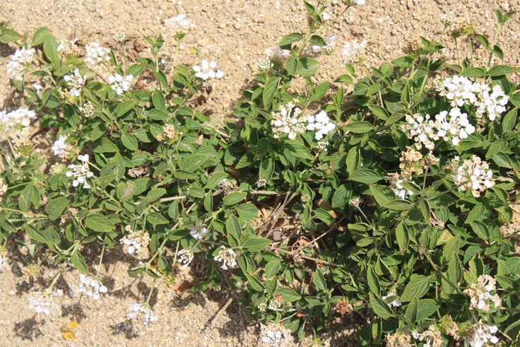 small white flowers growing out of the sand