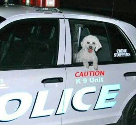 a police car with a dog sitting in the driver's seat, and an ad for k9 unit