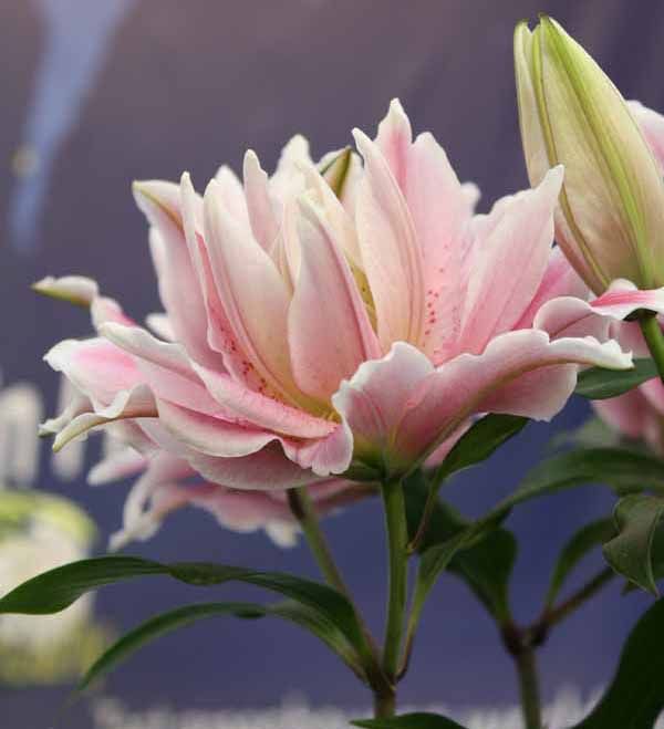 two pink flowers with green leaves in front of a blue wall and water reflection behind them