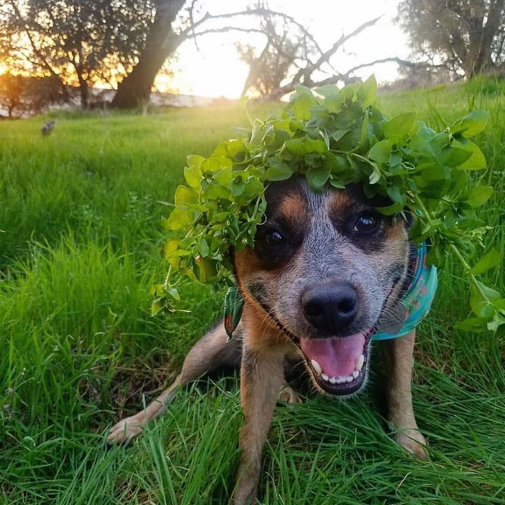 a dog is wearing a plant on its head