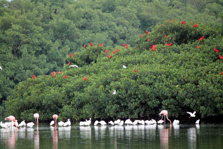 several flamingos are standing in the water near some trees and bushes with red flowers on them