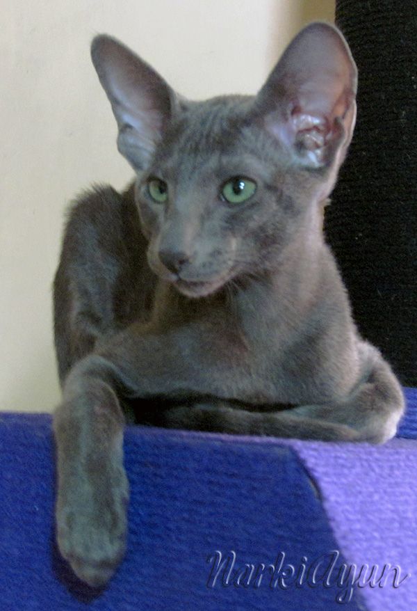 a gray cat sitting on top of a blue couch next to a white wall and looking at the camera