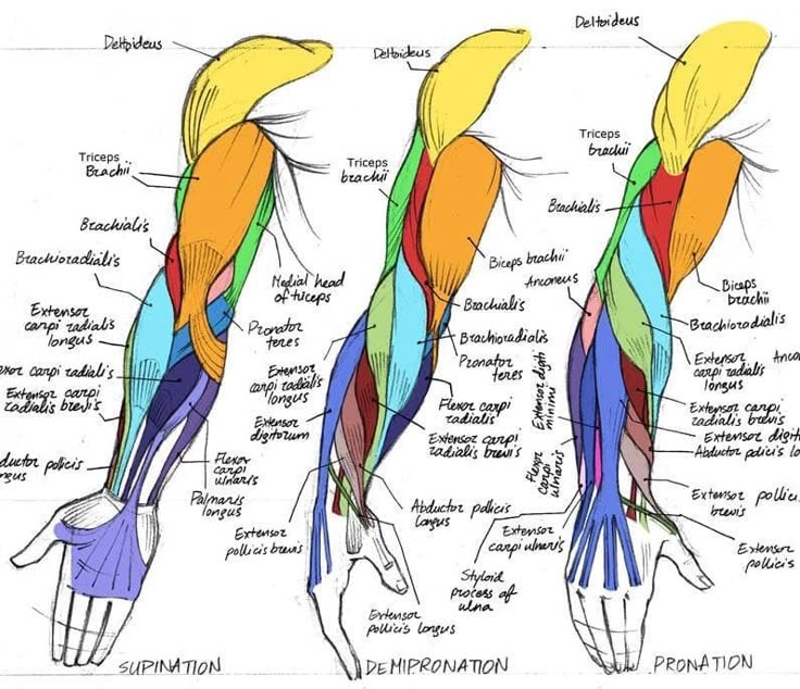 Pin by Melissa Cunningham on occupational therapy | Anatomy drawing ...