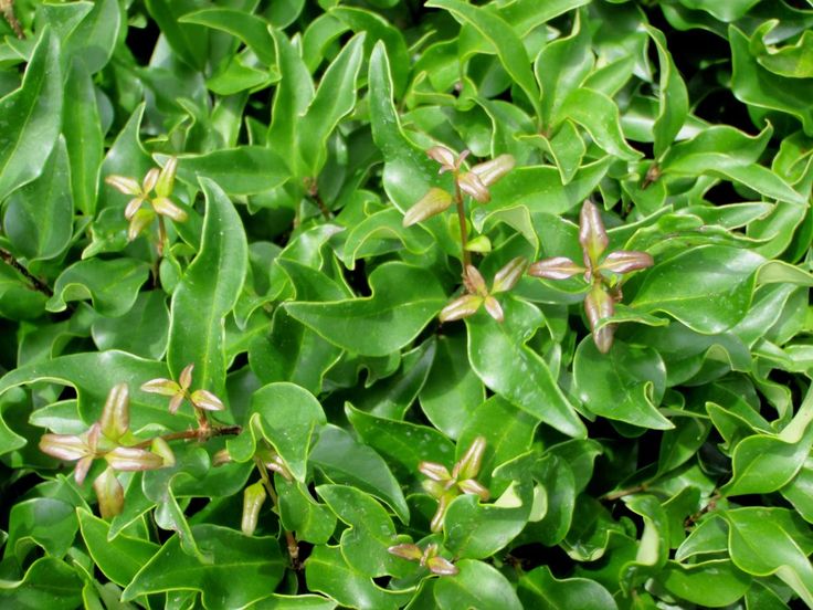 closeup of green leaves and flowers on a bush