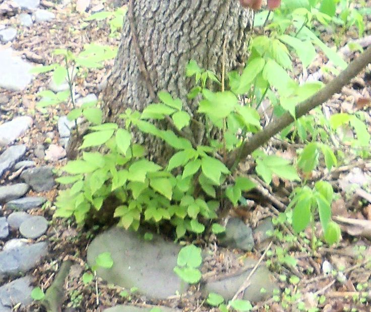 a small plant growing next to a tree in the woods with rocks and leaves around it