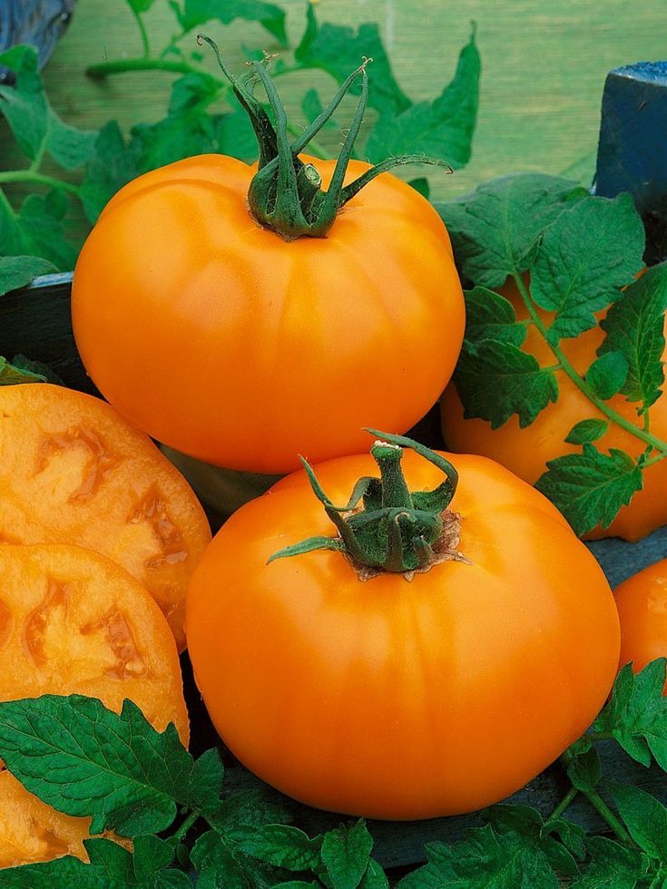 several orange tomatoes with green leaves on them