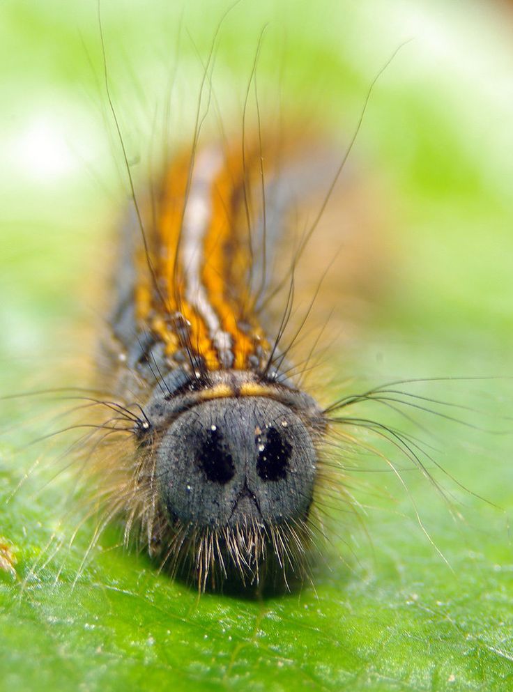 a close up of a caterpillar on a green leaf