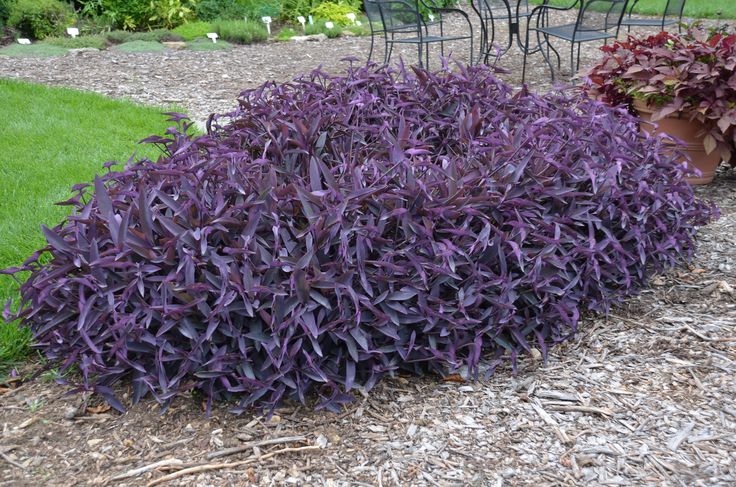 purple flowers are in the middle of a garden