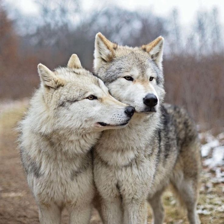 Beautiful Wolves | Wolf dog, Beautiful wolves, Wolf love