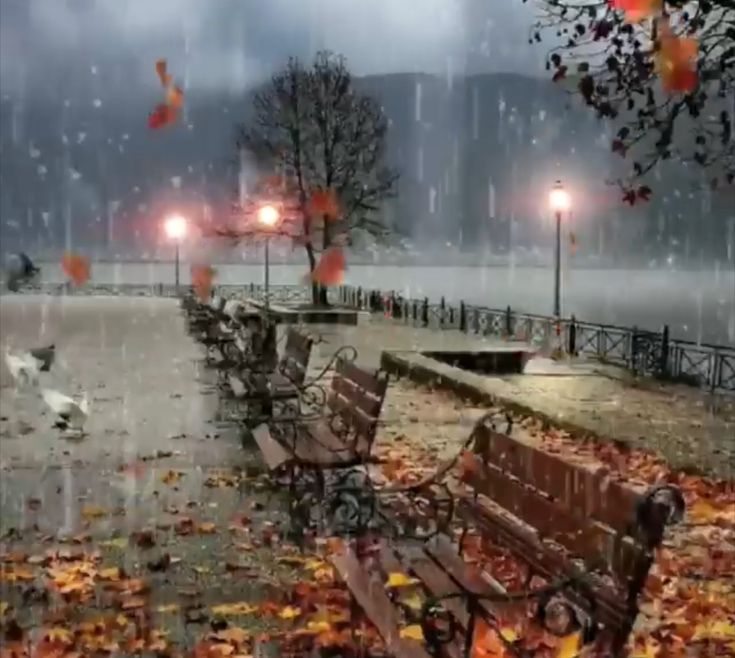 the park benches are covered in leaves as birds fly by on a rainy day at night