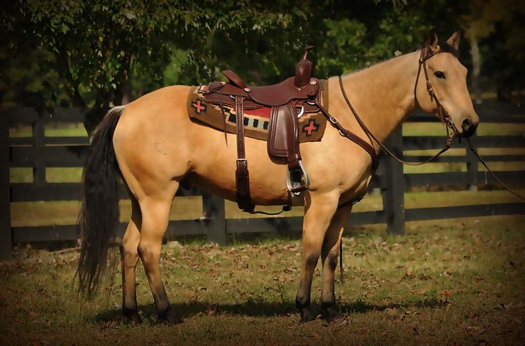 a brown horse standing on top of a lush green field