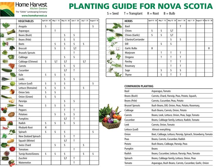 the planting guide for noa scotata is shown in this page, which includes several